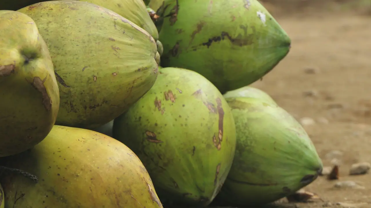 Cocos verdes recién cosechados sobre la tierra.