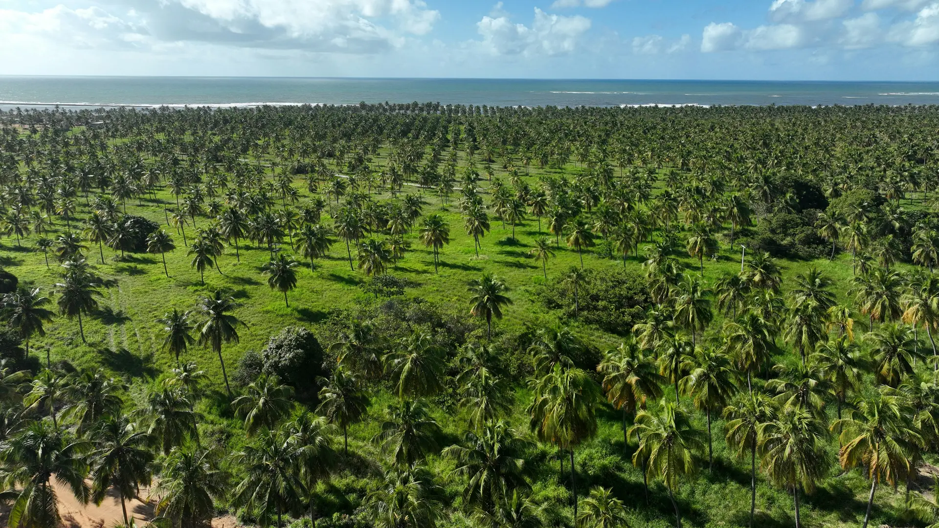 Palmar de cocoteros que llega hasta el mar.