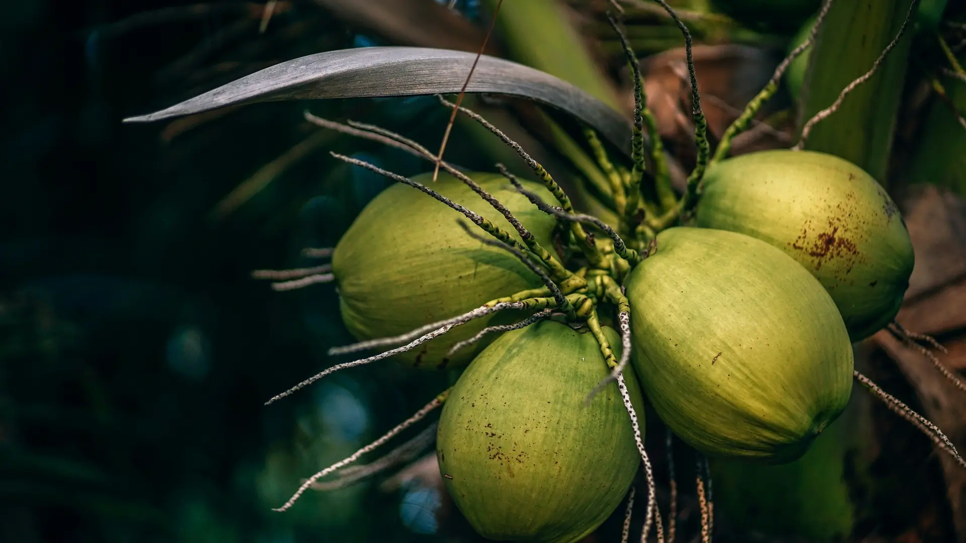Racimo de cocos verdes en la palma.