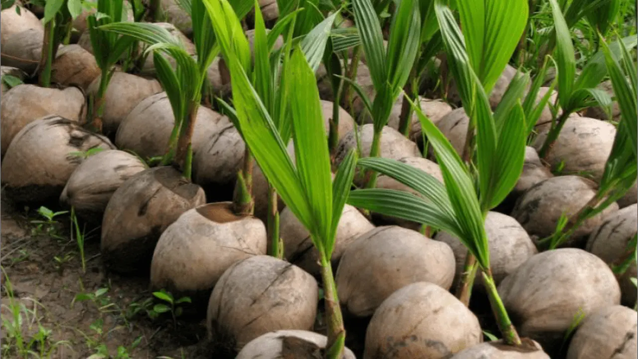 Cocos germinados en hilera, cada uno con su brote de hojas.